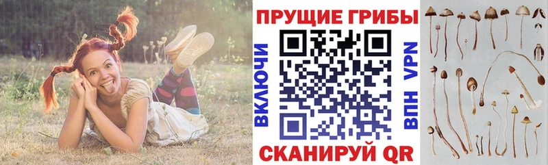где найти   Керчь  Псилоцибиновые грибы Psilocybe 