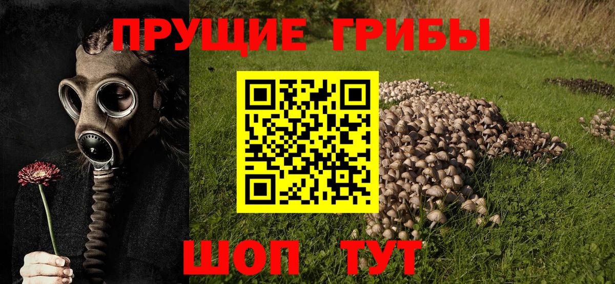 Керчь  Галлюциногенные грибы Psilocybine cubensis  Вход с VPN 